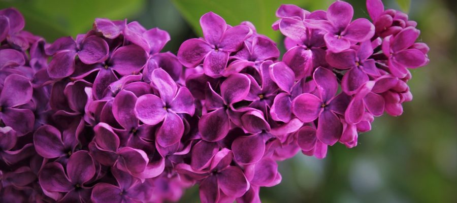 violet-4181927_1280